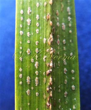  Ramenta (Scales) on abaxial side of leaflet